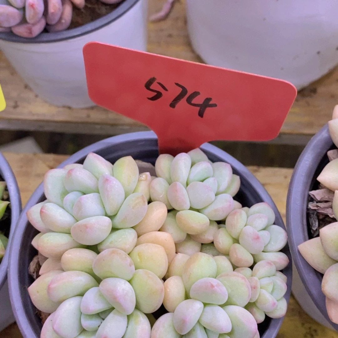 马年见，来日方长，一单包邮