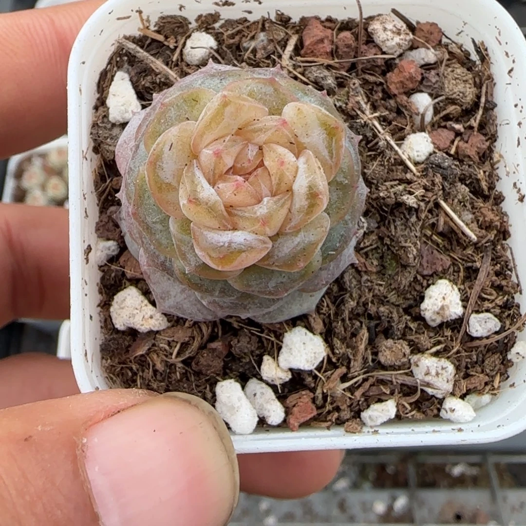 多肉小卡拉米糖心一物一拍