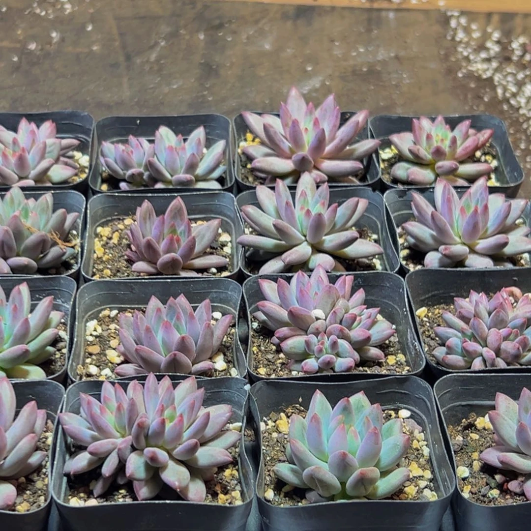 667量拍4颗发货多肉多肉多