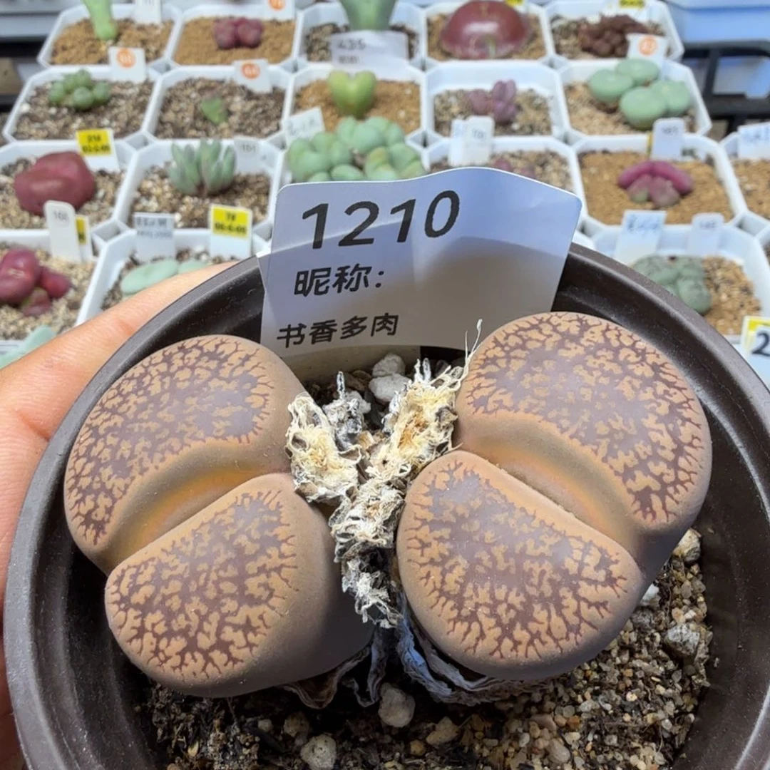 雪顶日轮多肉植物