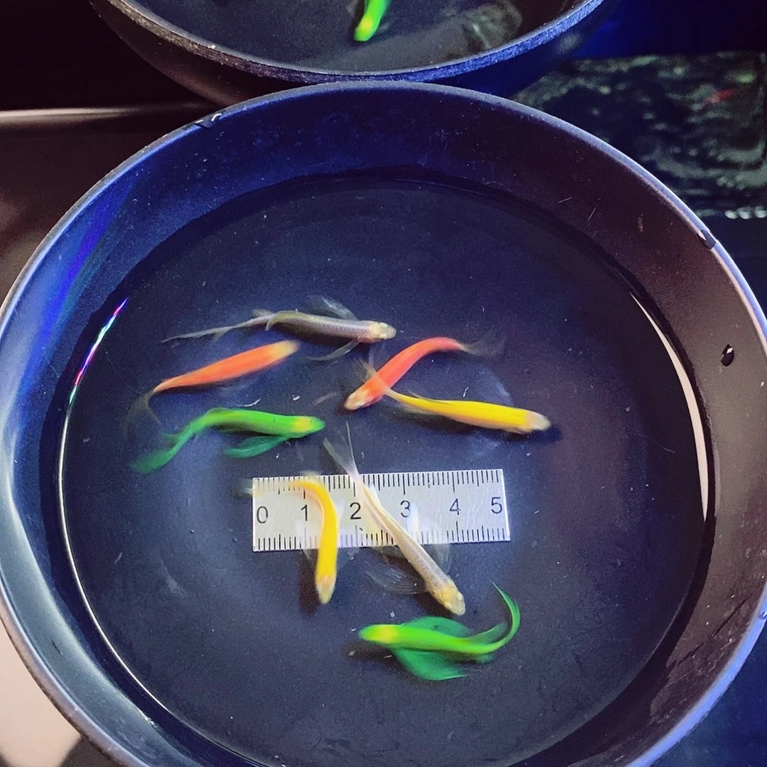 斑马鱼蝶翼斑马4色混搭种鱼各2条共8