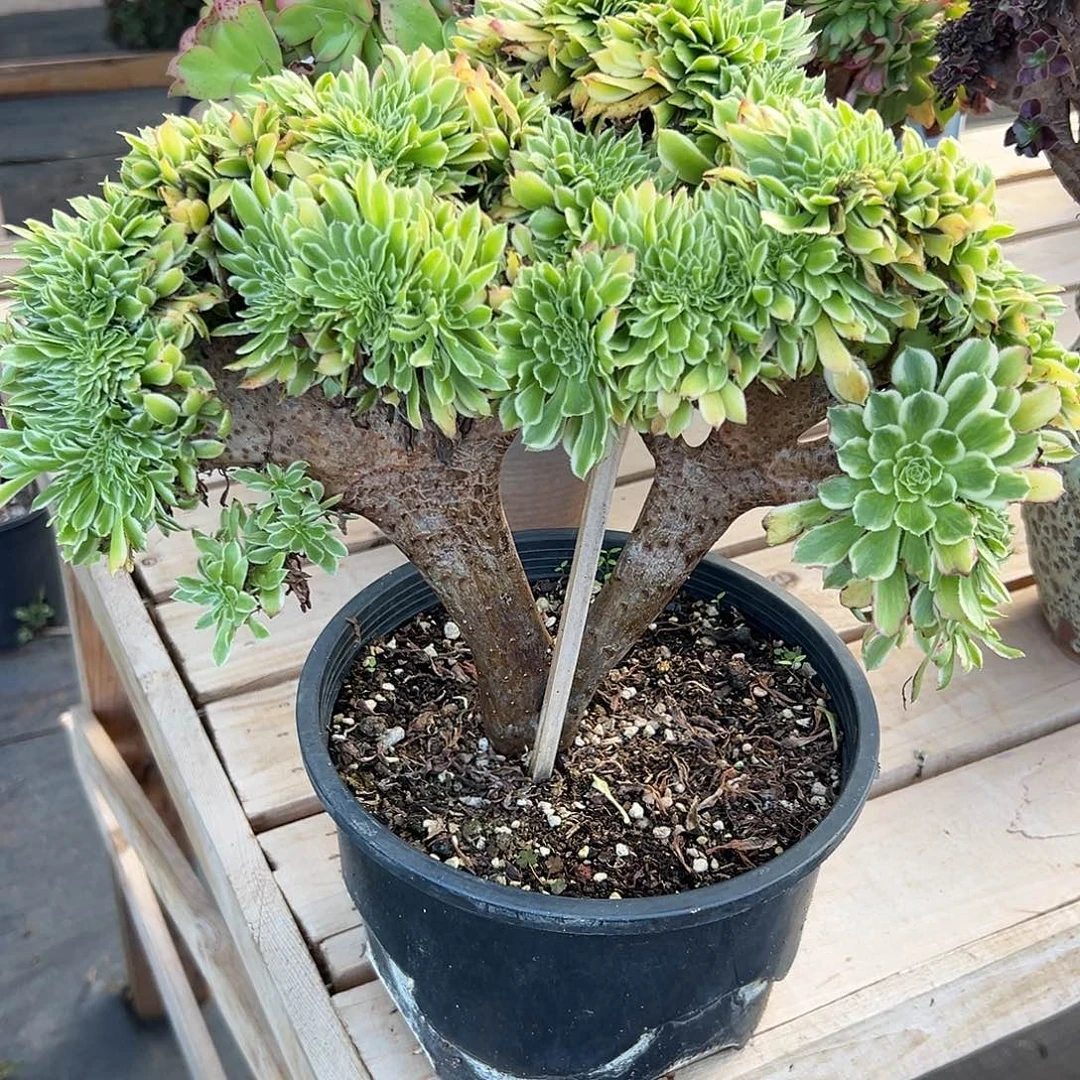 碧浪老桩厚板朵缀