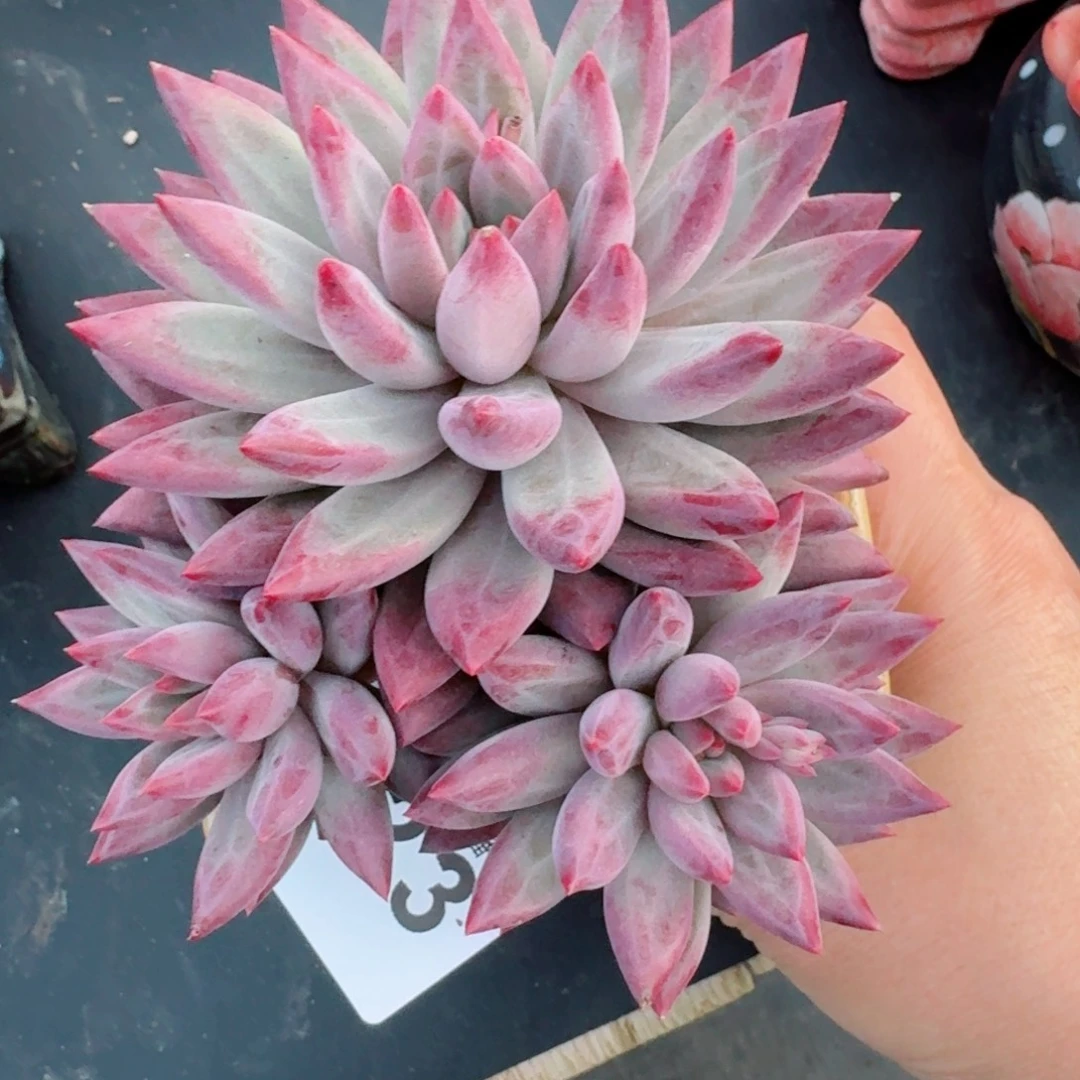 虞美人      愿你一路坦途，乘风破浪展宏图