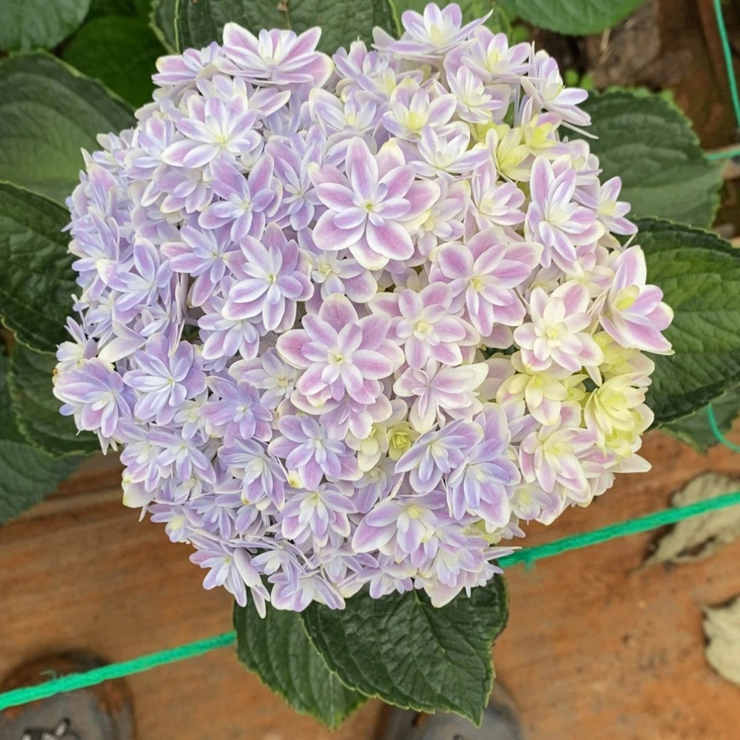 486号绣球/有色差介意勿拍/3单冷链包邮，偏远补运费发德邦空运