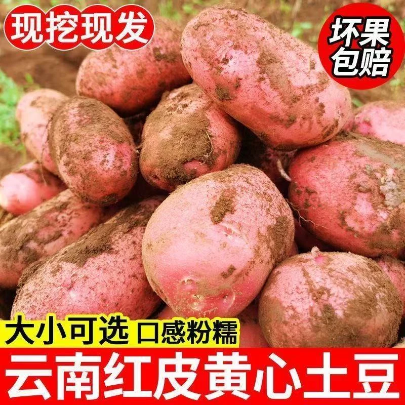 云南高山红皮黄心土豆现挖洋芋新鲜特色马拉松蔬菜