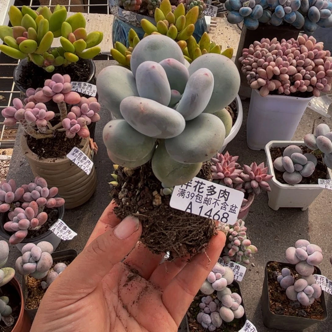 1468大叶奶6cm多肉