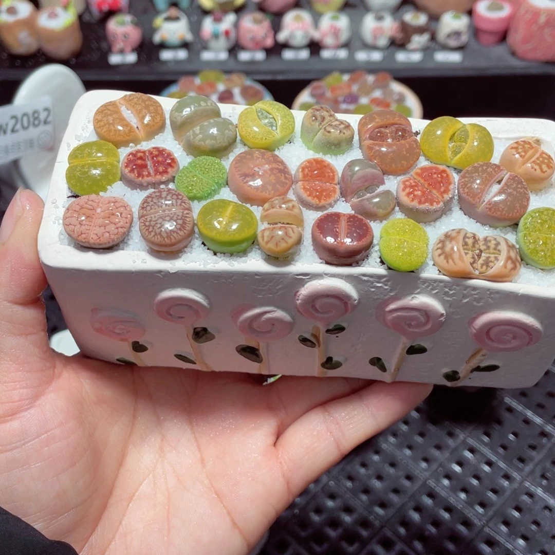 w2087 带盆土发货-零下地区拍保温箱