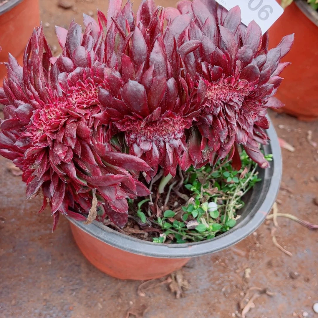 玲*多肉植物706烟花