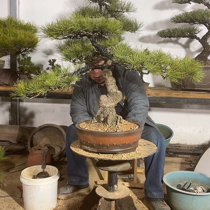 独**雪精品黑松盆景