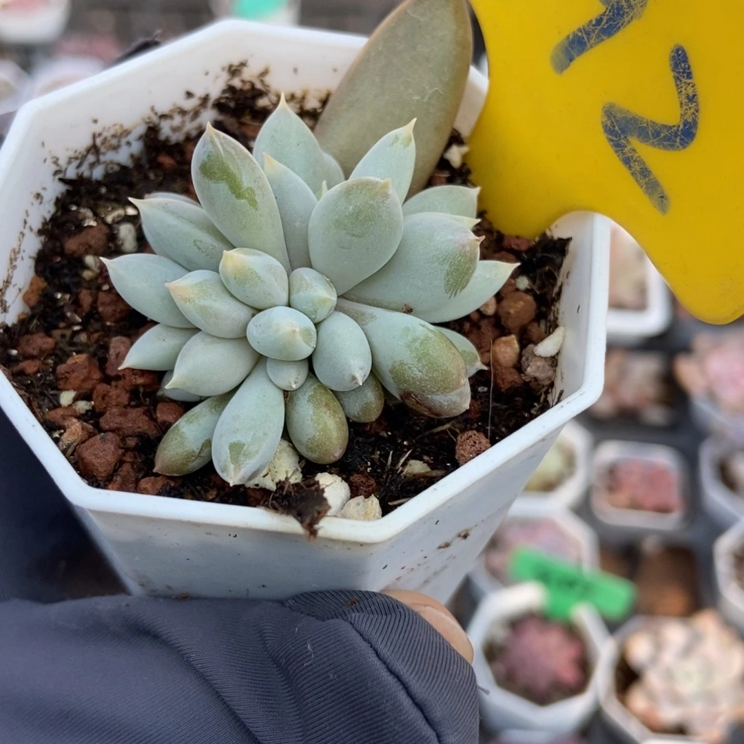 892哥特多肉植物多肉