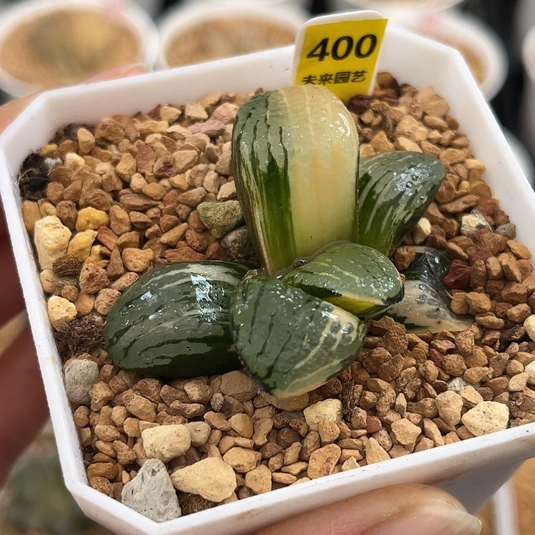 400史扑寿锦一物一图