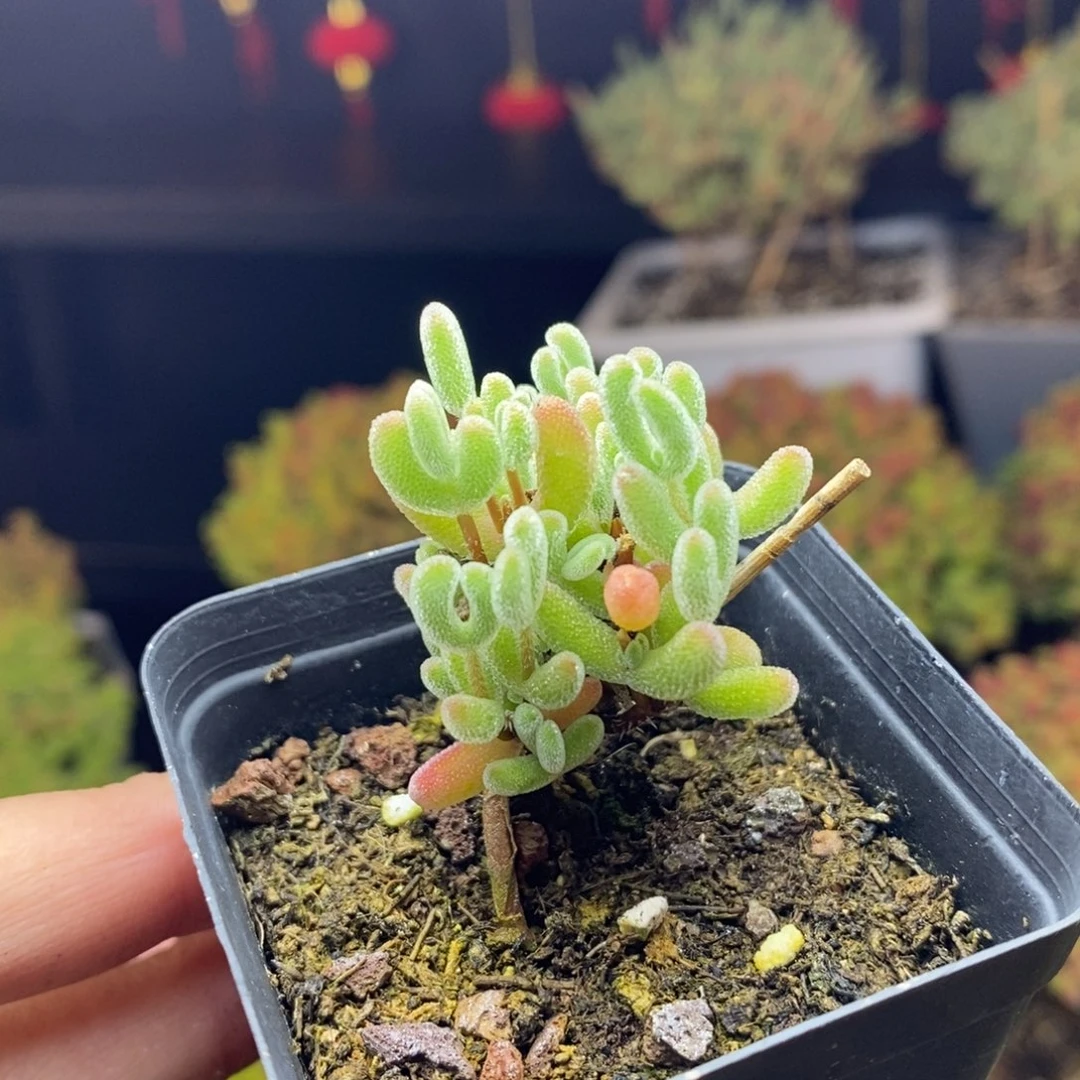 343号实生红叶枝干多肉