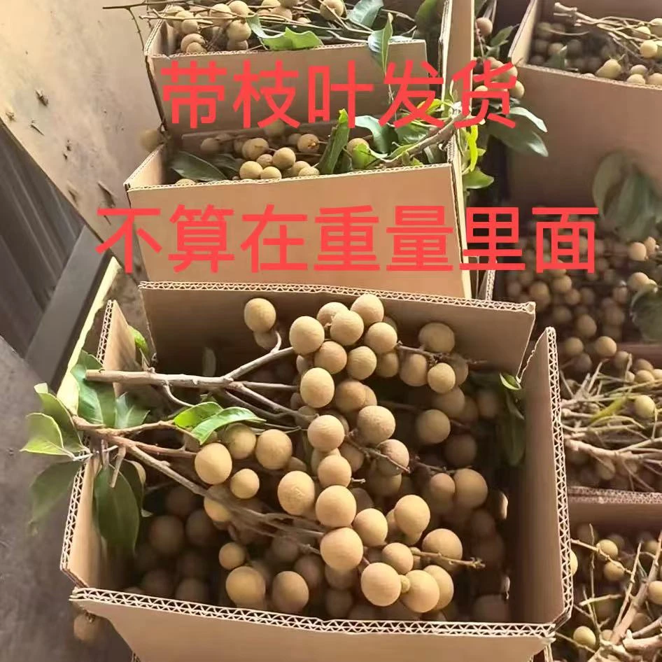 广西石峡龙眼新鲜龙眼石硖储良当季水果桂圆现摘现发（带枝叶发货）