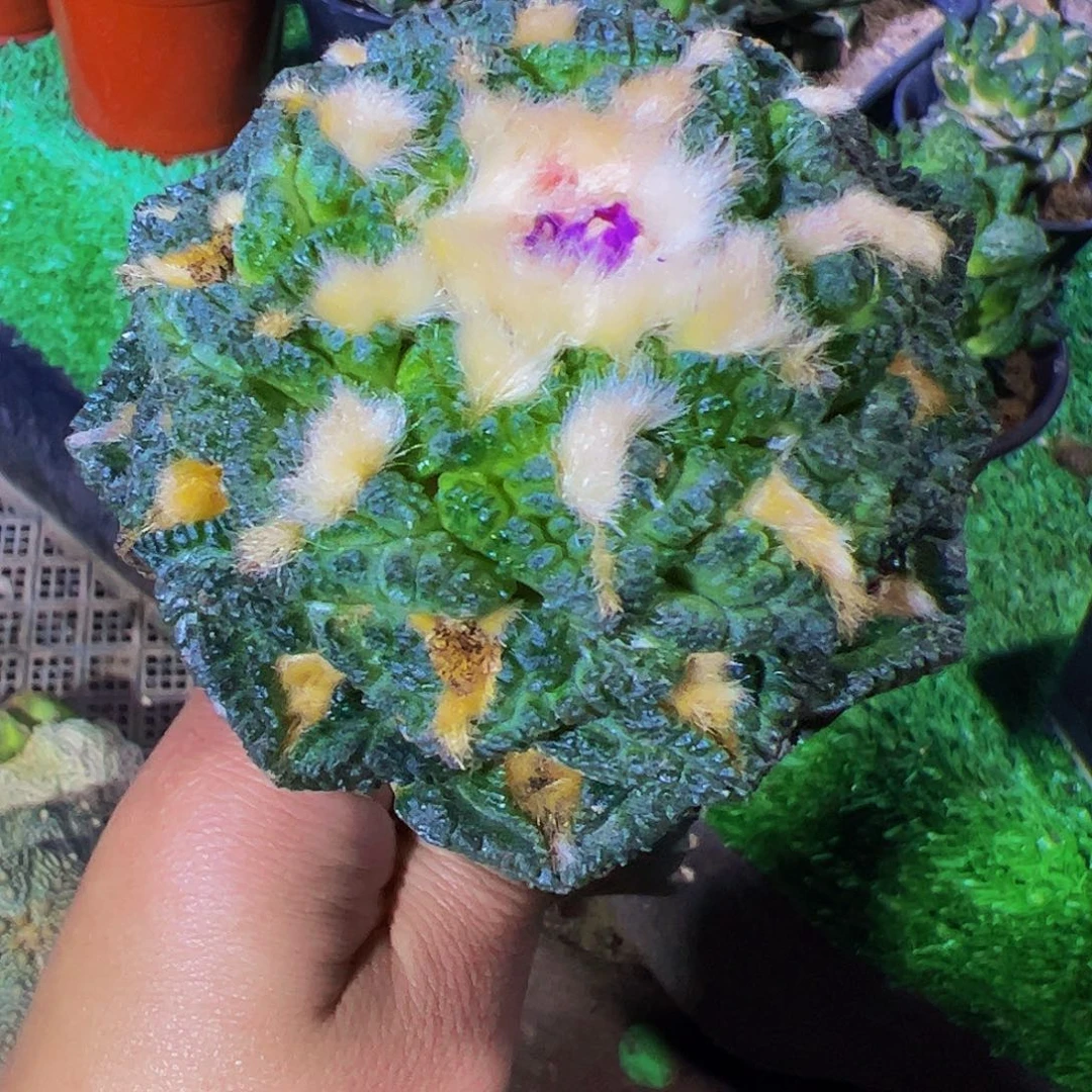 无花朵老龟甲牡丹550
