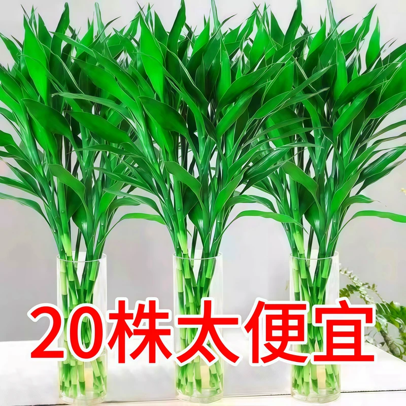 水养富贵竹水培植物客厅招财观音竹带根文昌转运竹子绿植盆栽鱼缸