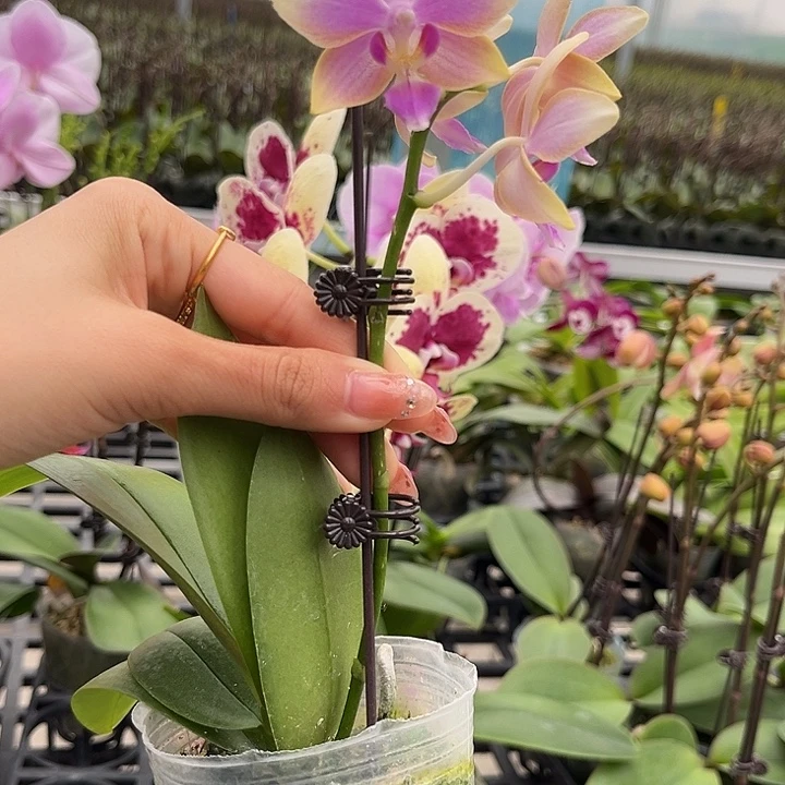 大部分花苞少量开放金