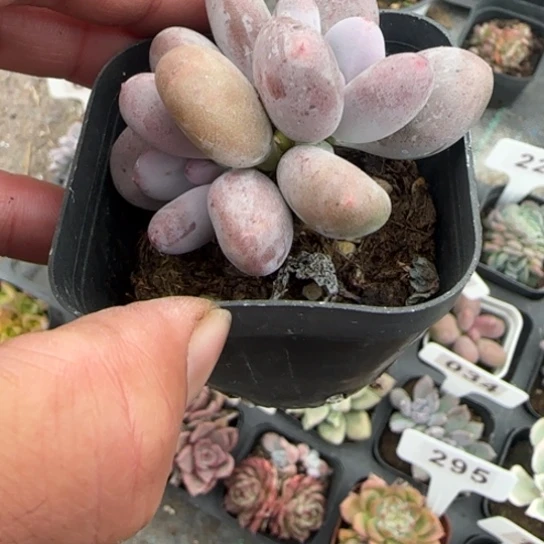 177彩虹奶多肉植物多