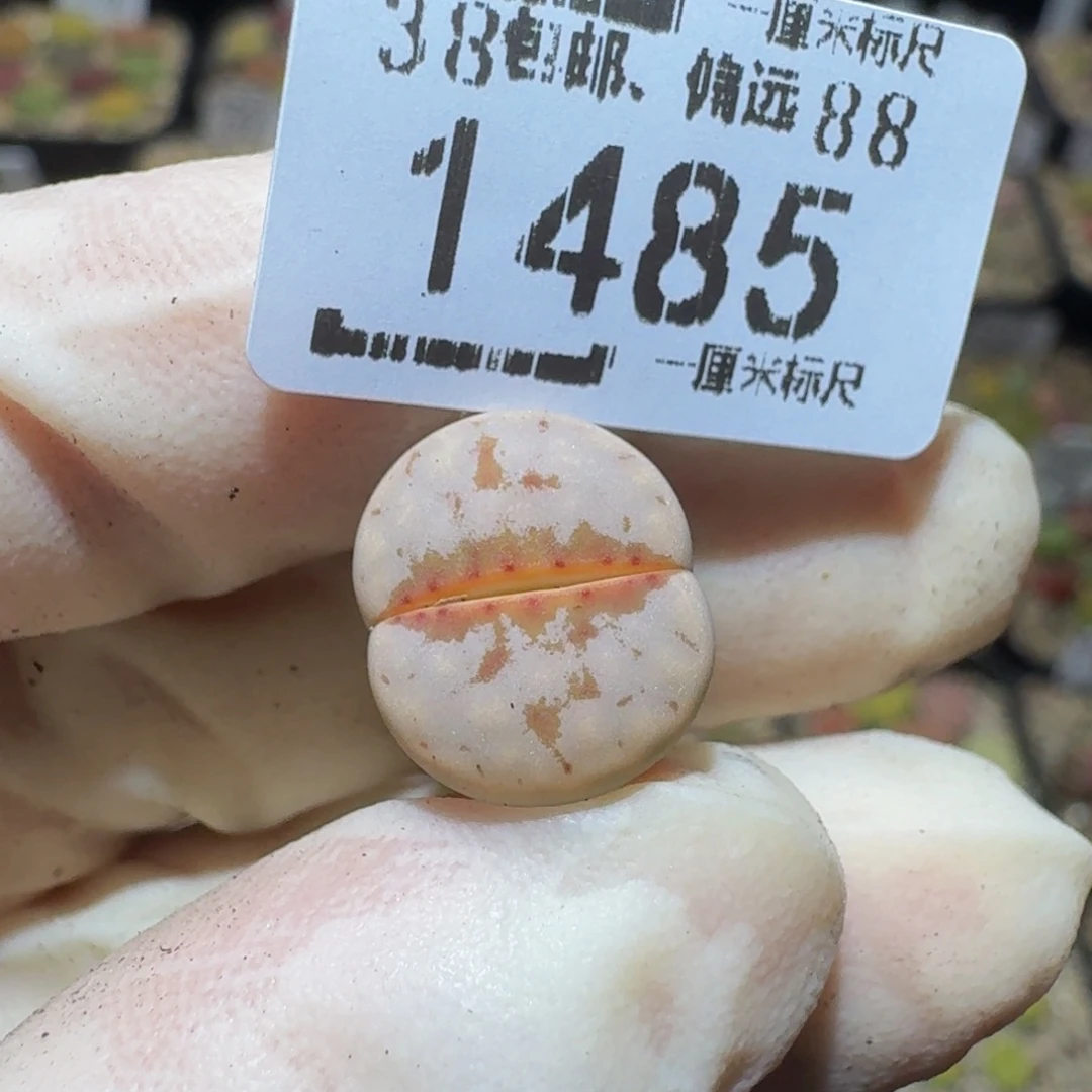 乳****Ssss精品生石花1485