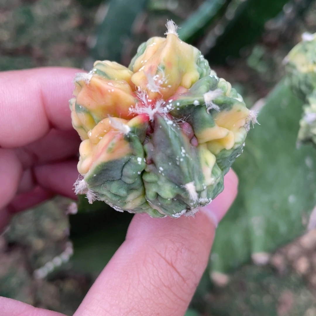 龙***尼全部花朵核桃锦 仙人球开花