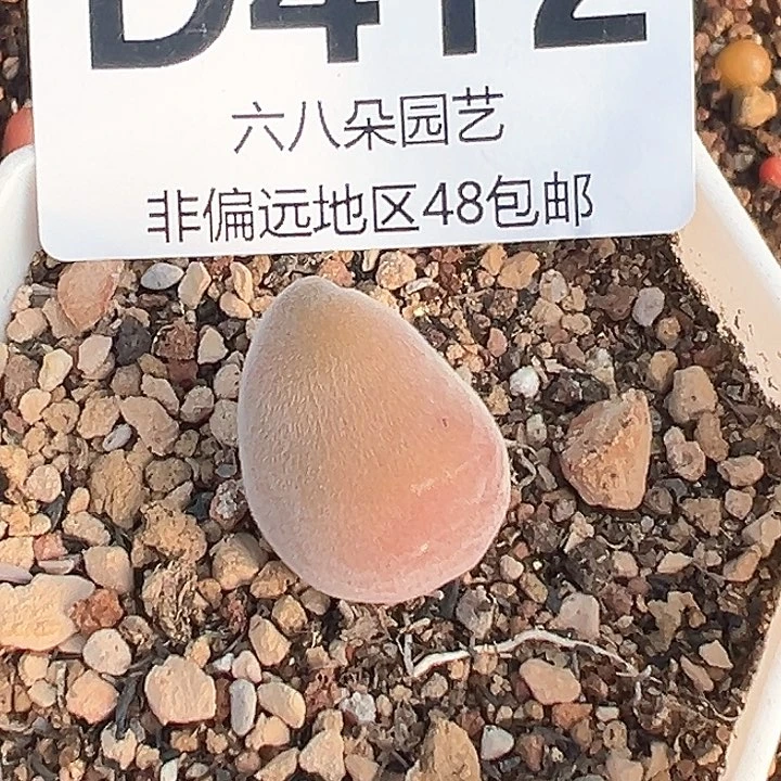 妧*宝辉1111111多肉