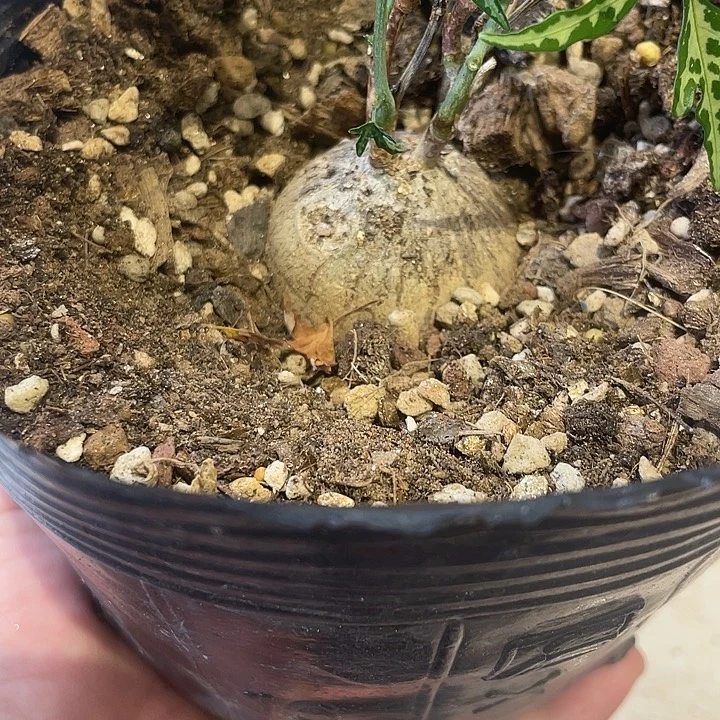 实生雪花西番莲仙人球