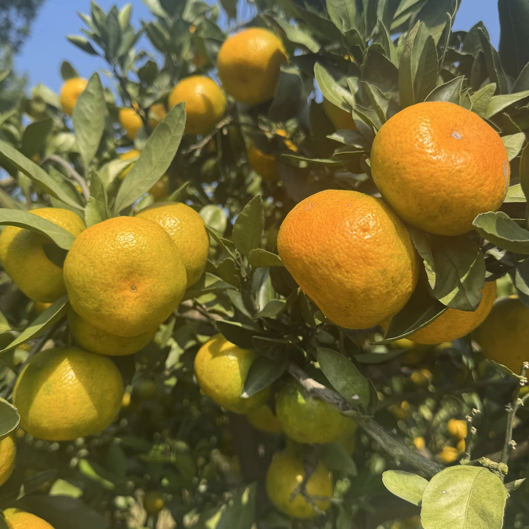 （蜜橘）湖北本地农家种植薄皮蜜橘