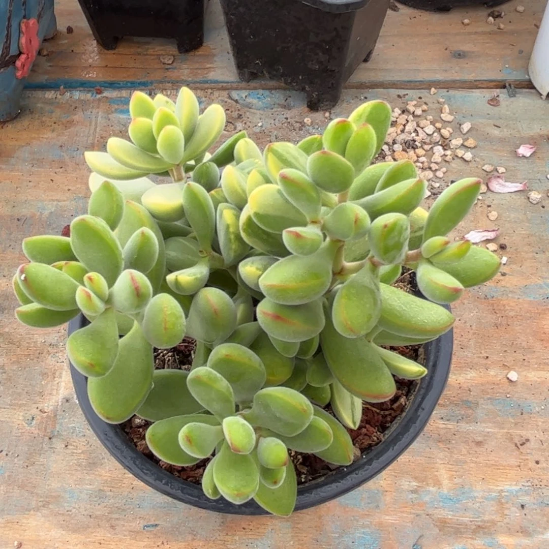 一物一拍：锦多头.