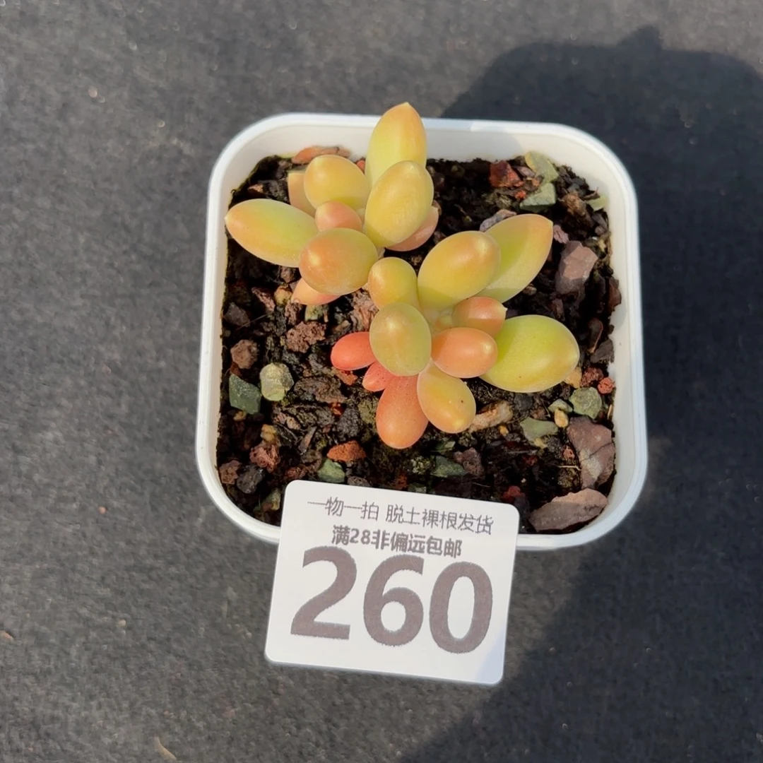 金蟾双头无盆土发货