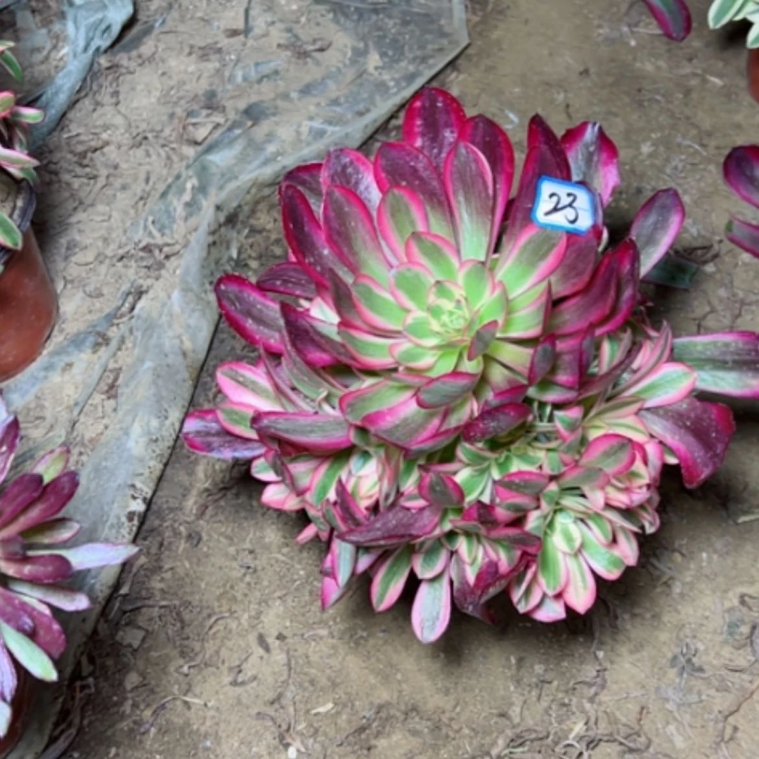 【闪购商品】云****司多肉植物水桩23