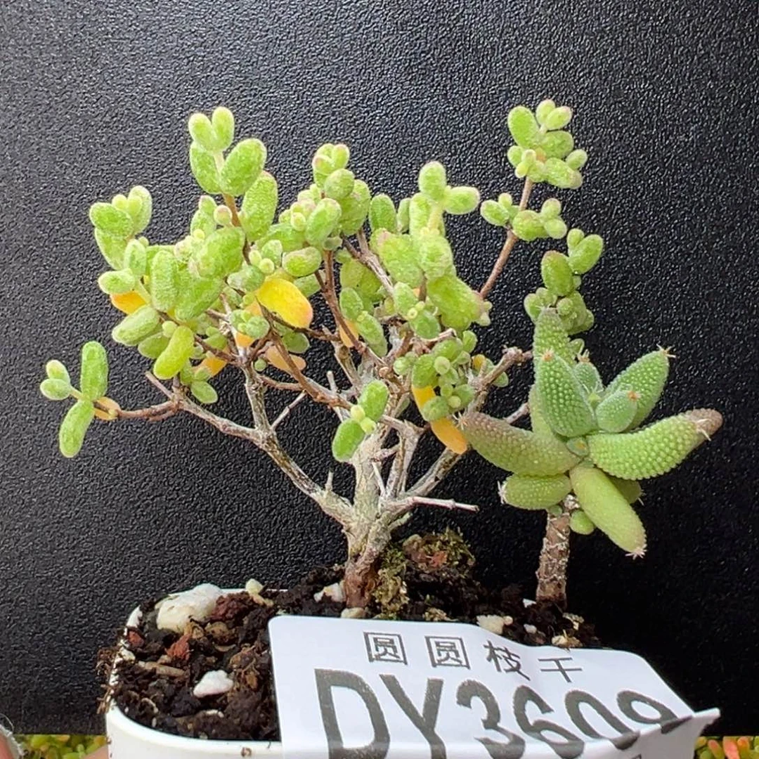 dy3609糖球白糊斑锦带一个玉米盆口5cm