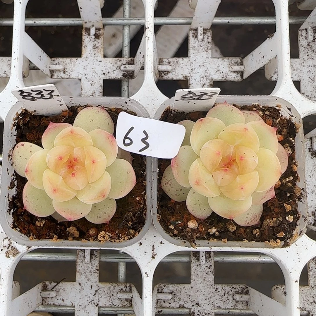 63福利甜心833量拍随机发货