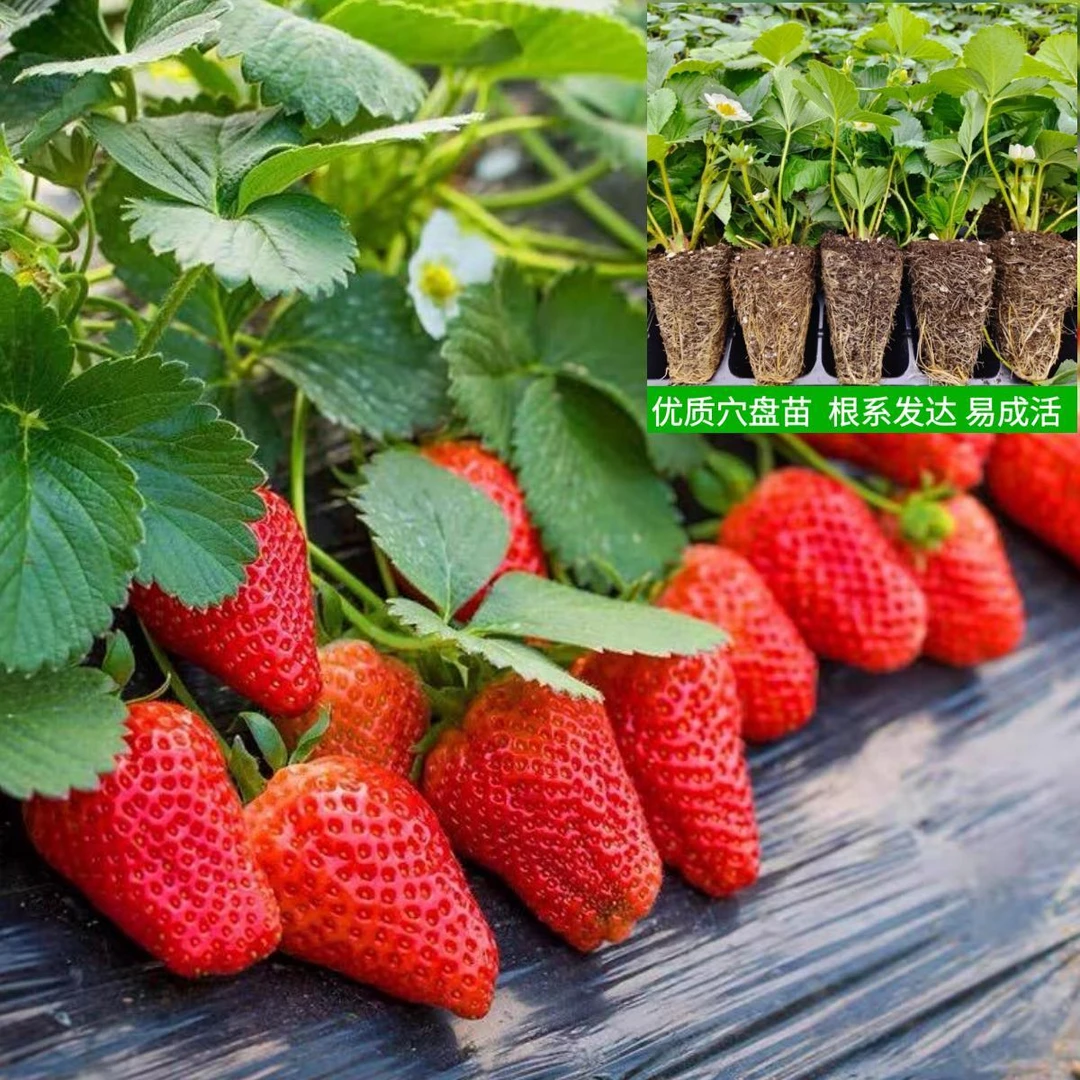 穴盘草莓苗 四季盆栽食用奶油珠红颜白雪穴盘苗果苗南北阳台种植