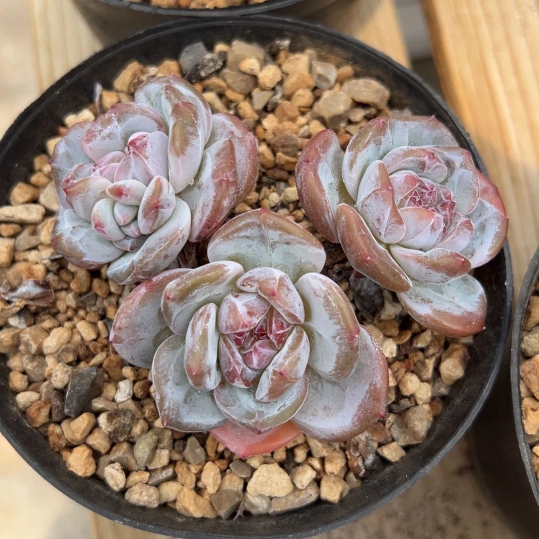 3头10.5公分3年老桩