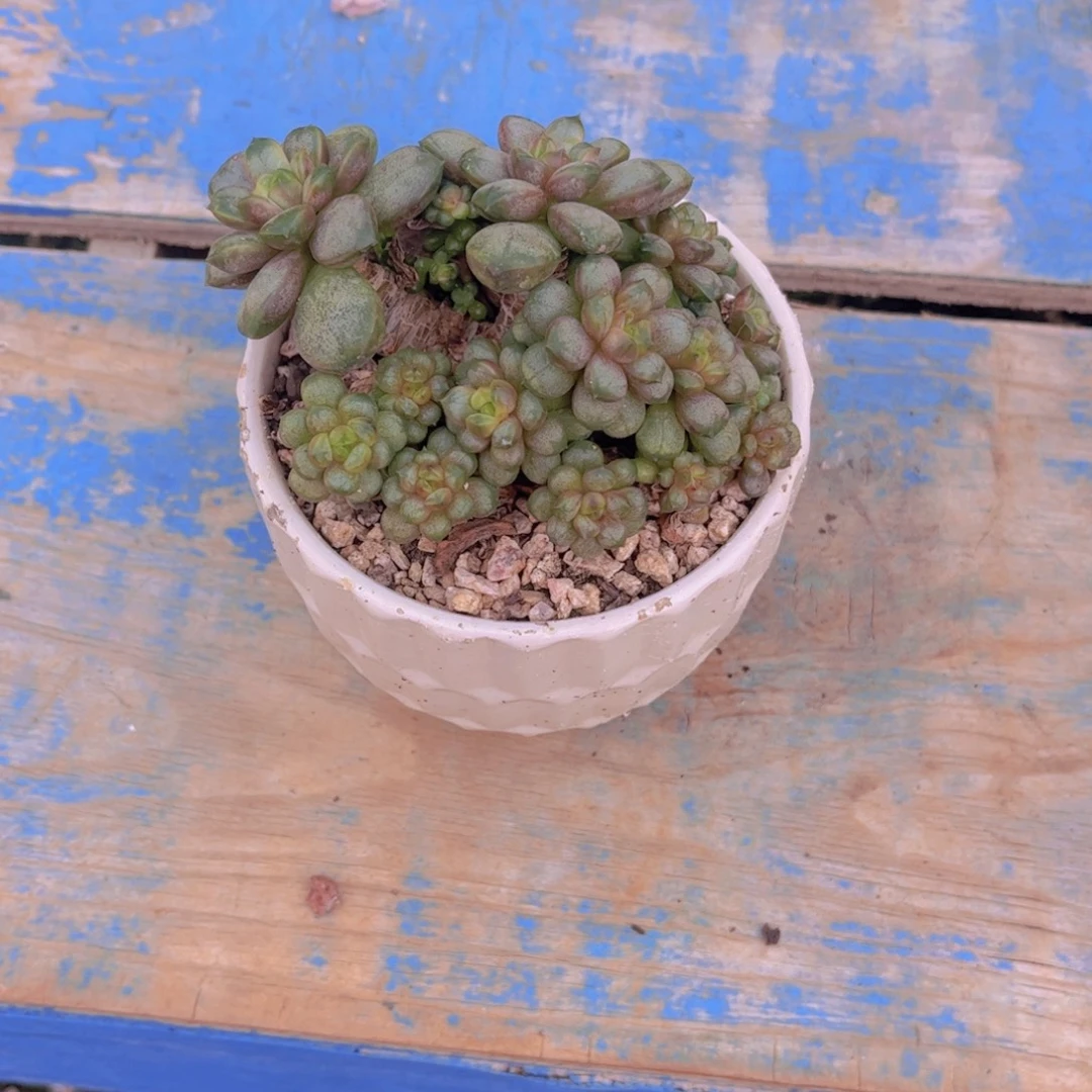 骚***宇多肉植物组合盆栽植物