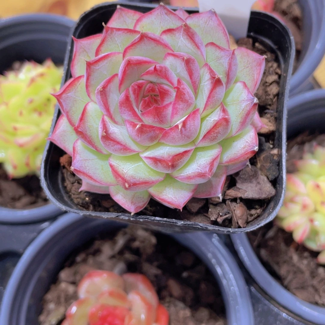 1302号 糖心全状态桃熏女王