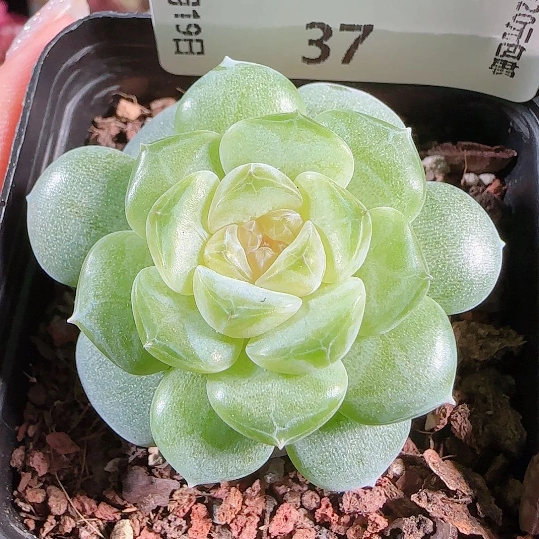 0719-:-37初夏糖心珍妮