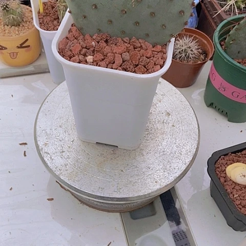 奋***路仙人掌奥黛丽+龙爪掌随机送一片