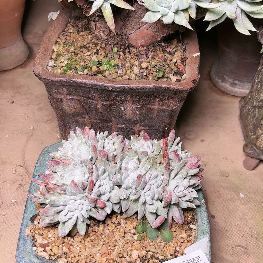 9625白姆瑞吉娜仙女杯多肉