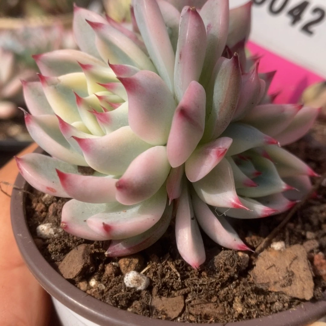 042锦锦锦锦锦锦锦锦锦