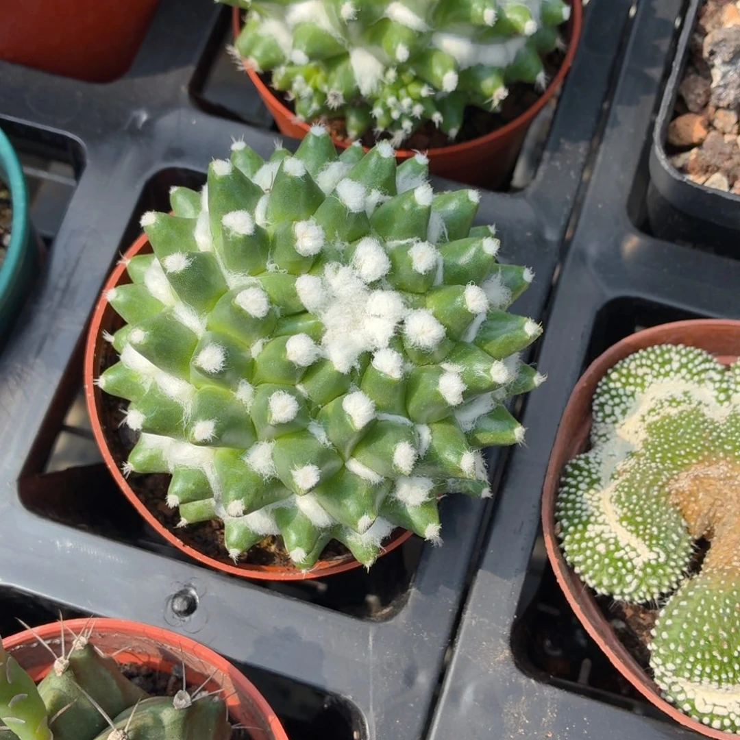 大盆雪糕多肉9.9包邮发货