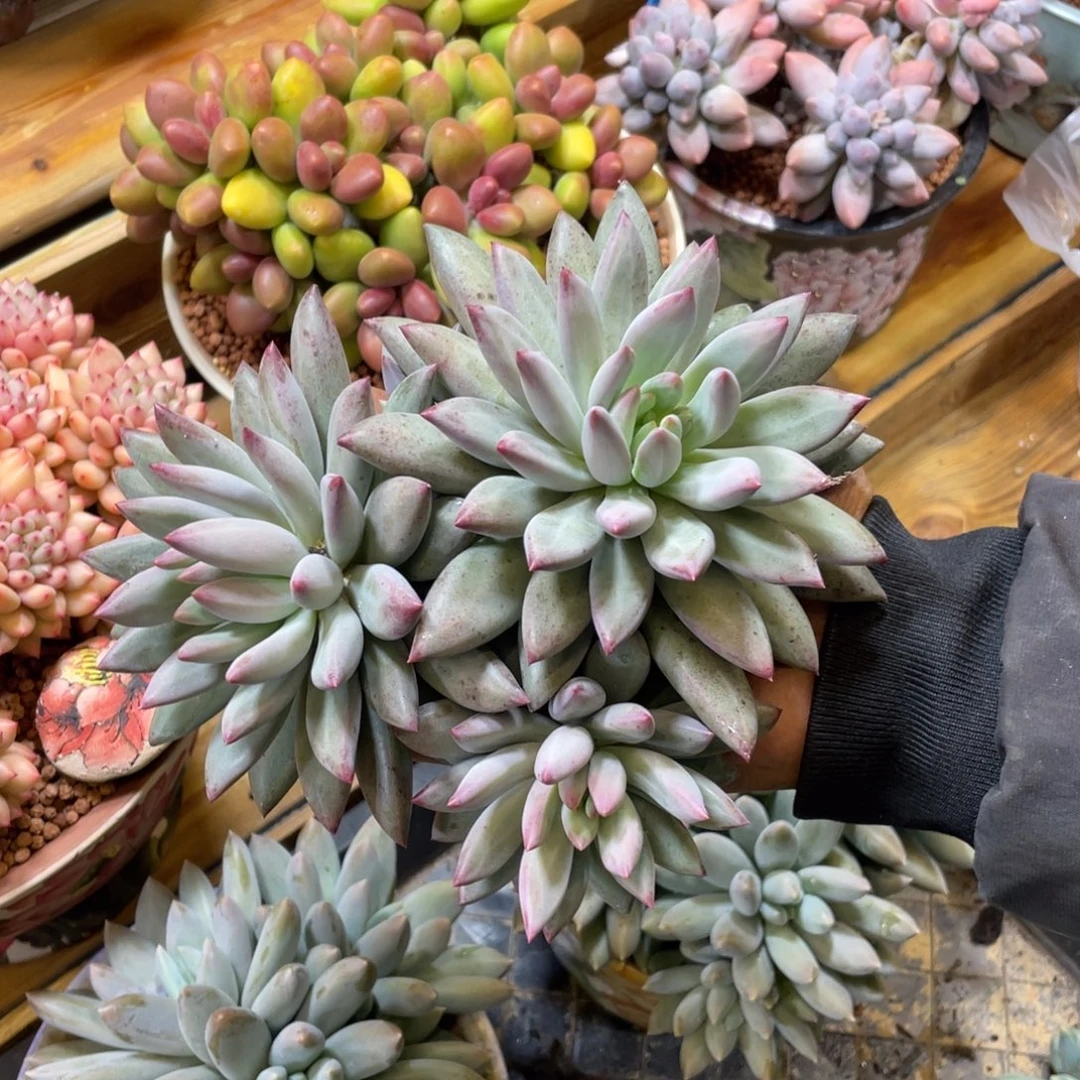 绿鱼大群多肉植物