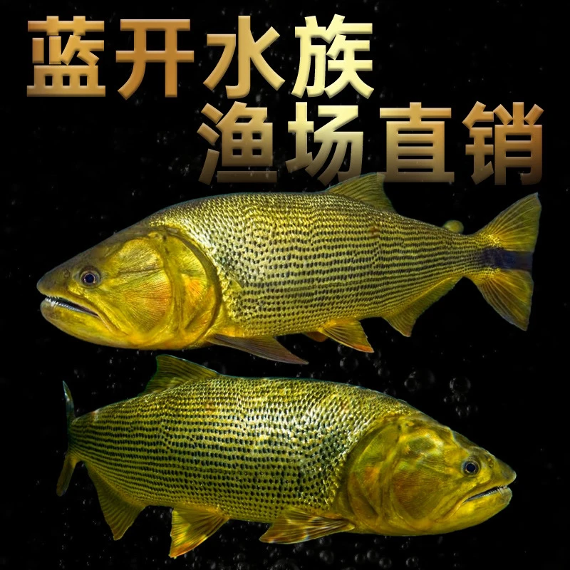 黄金河虎鱼 猛鱼 加拉辛鱼 龙鱼配鱼 凶猛肉食大型热带观赏鱼活体