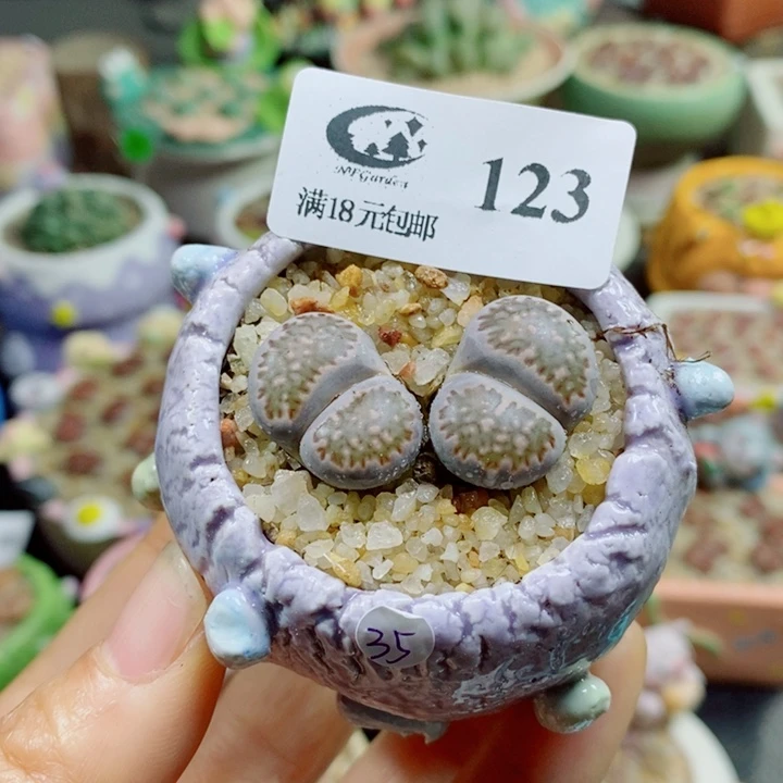生石花花花花花花花123