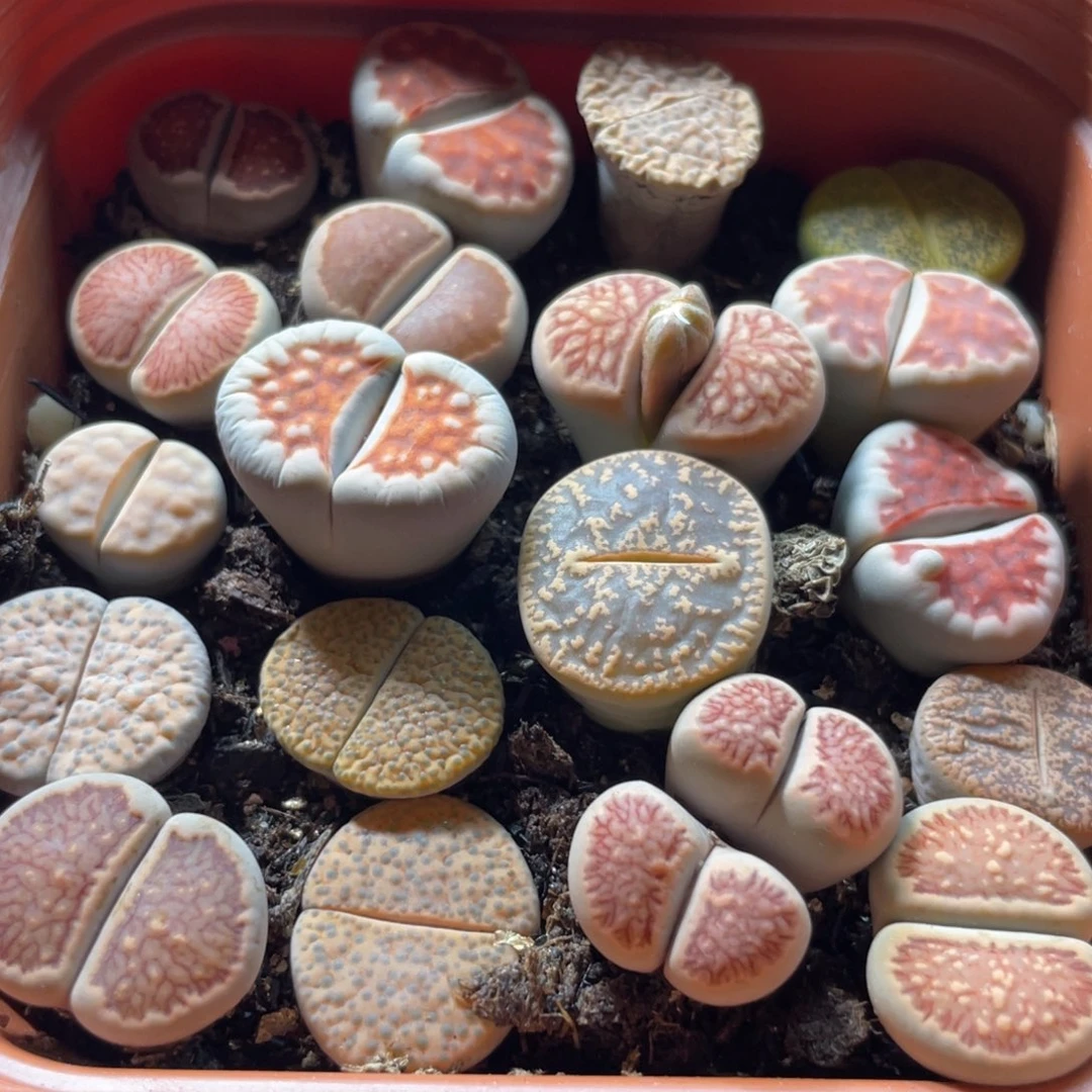 大盆特价一物一拍～27