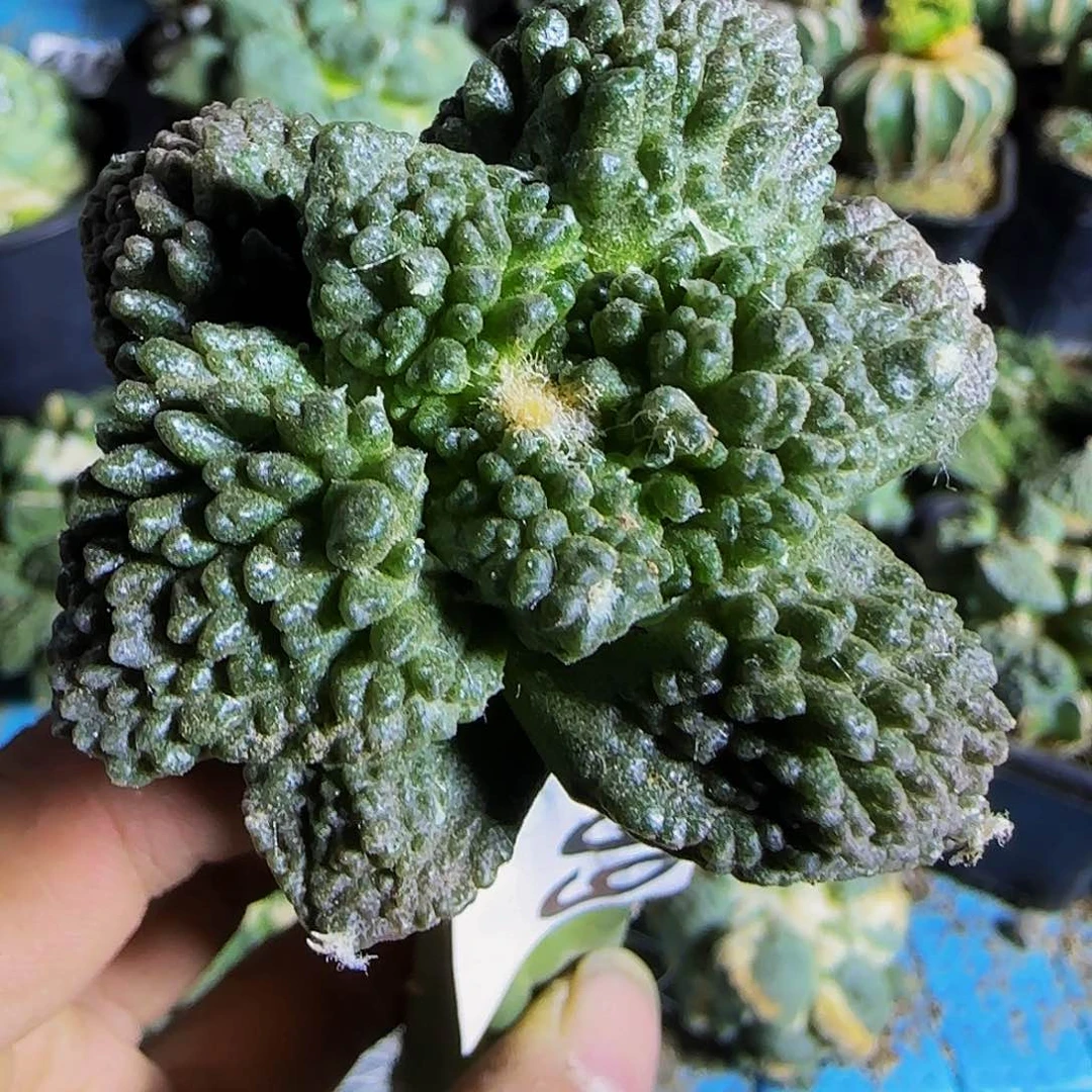 大尤哥斯拉牡丹099仙人球