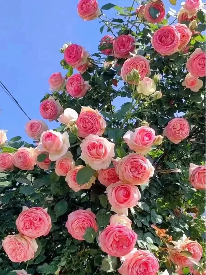 【粉龙沙宝石】棒棒糖树桩月季花室内外盆栽地栽四季开花绿植花卉