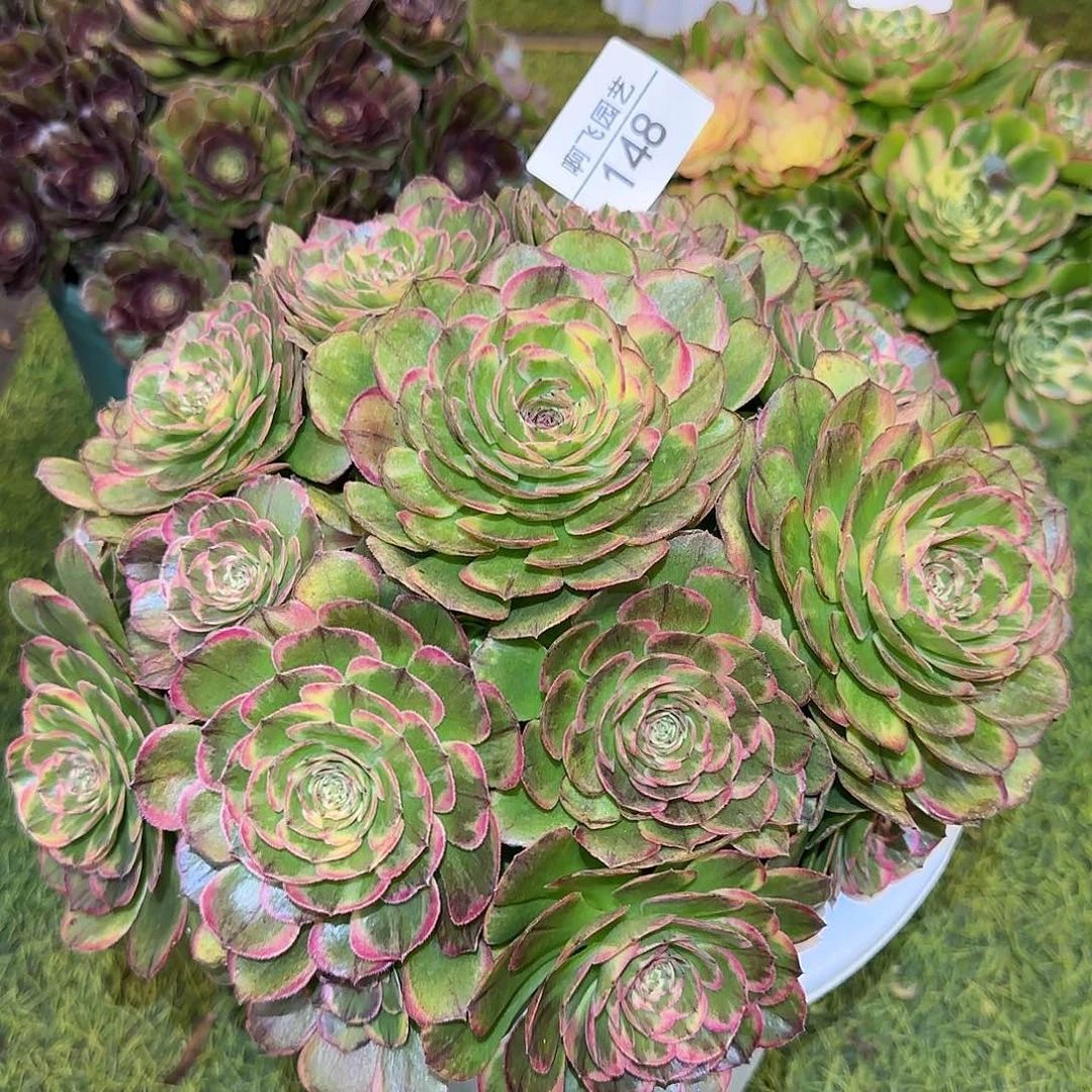 148多肉  绿体海神多肉捧花