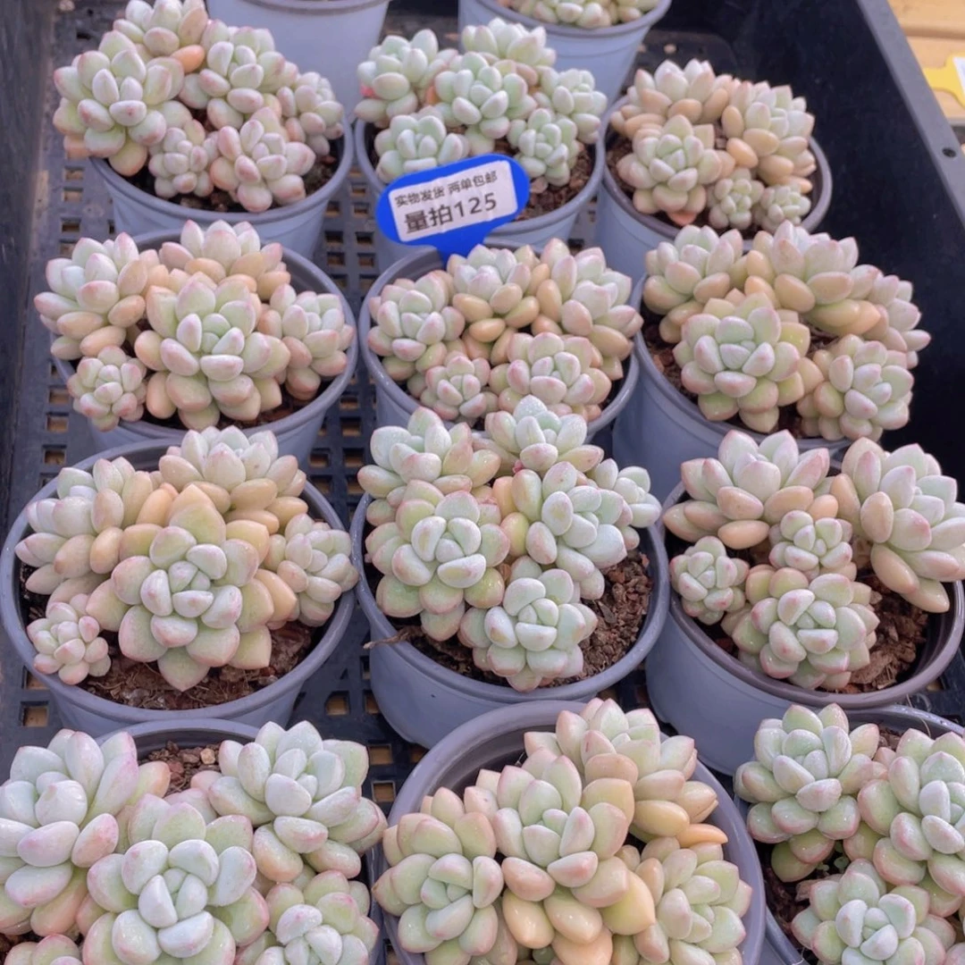 量拍125号 泡泡糖大群生五头起一个