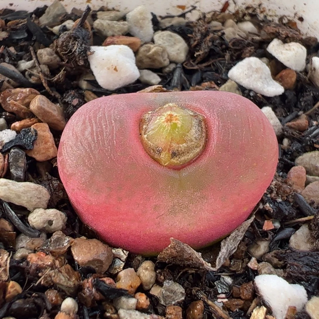 088多肉植物百科