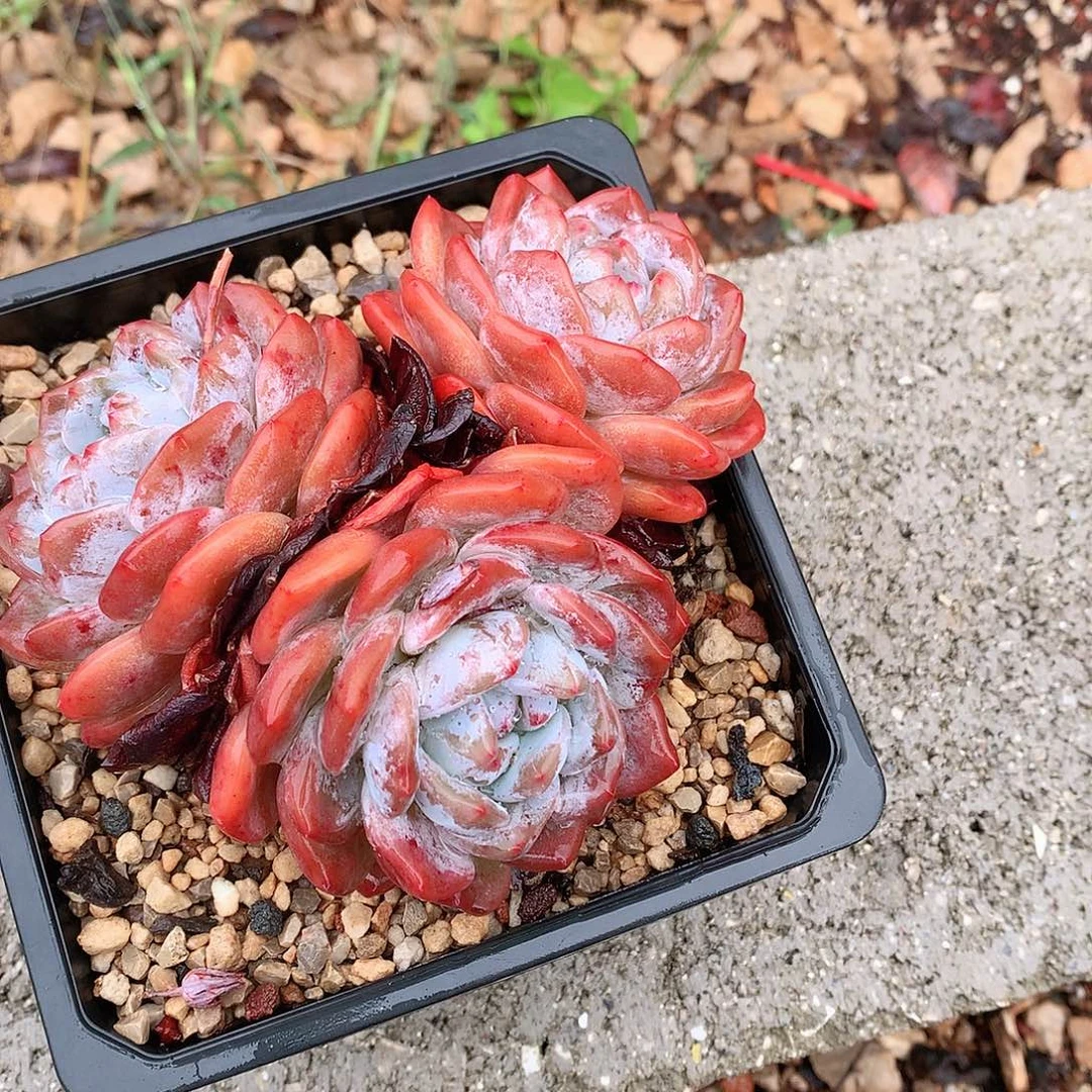 多肉植物的生长发育